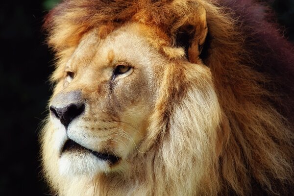 Porträt eines wilden Tieres im Zoo