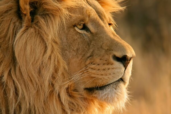 狮子是野性之王