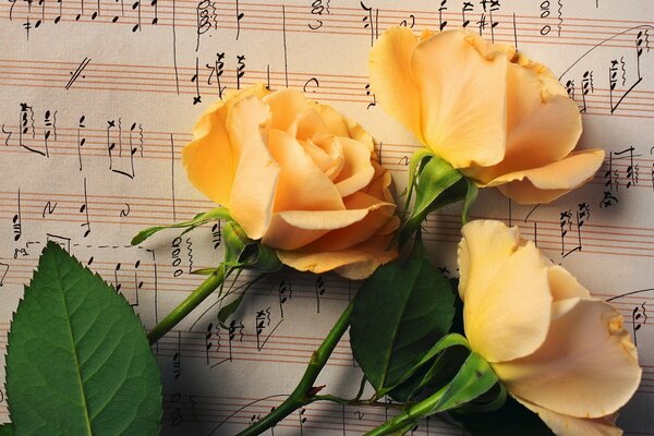 Las flores se encuentran en la letra musical