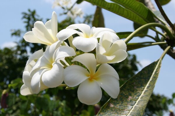 White flowers and green leaves