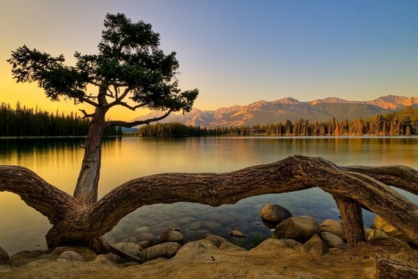 Fancy tree on the lake shore