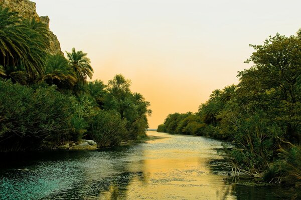 Hermosa naturaleza - árboles tropicales y río