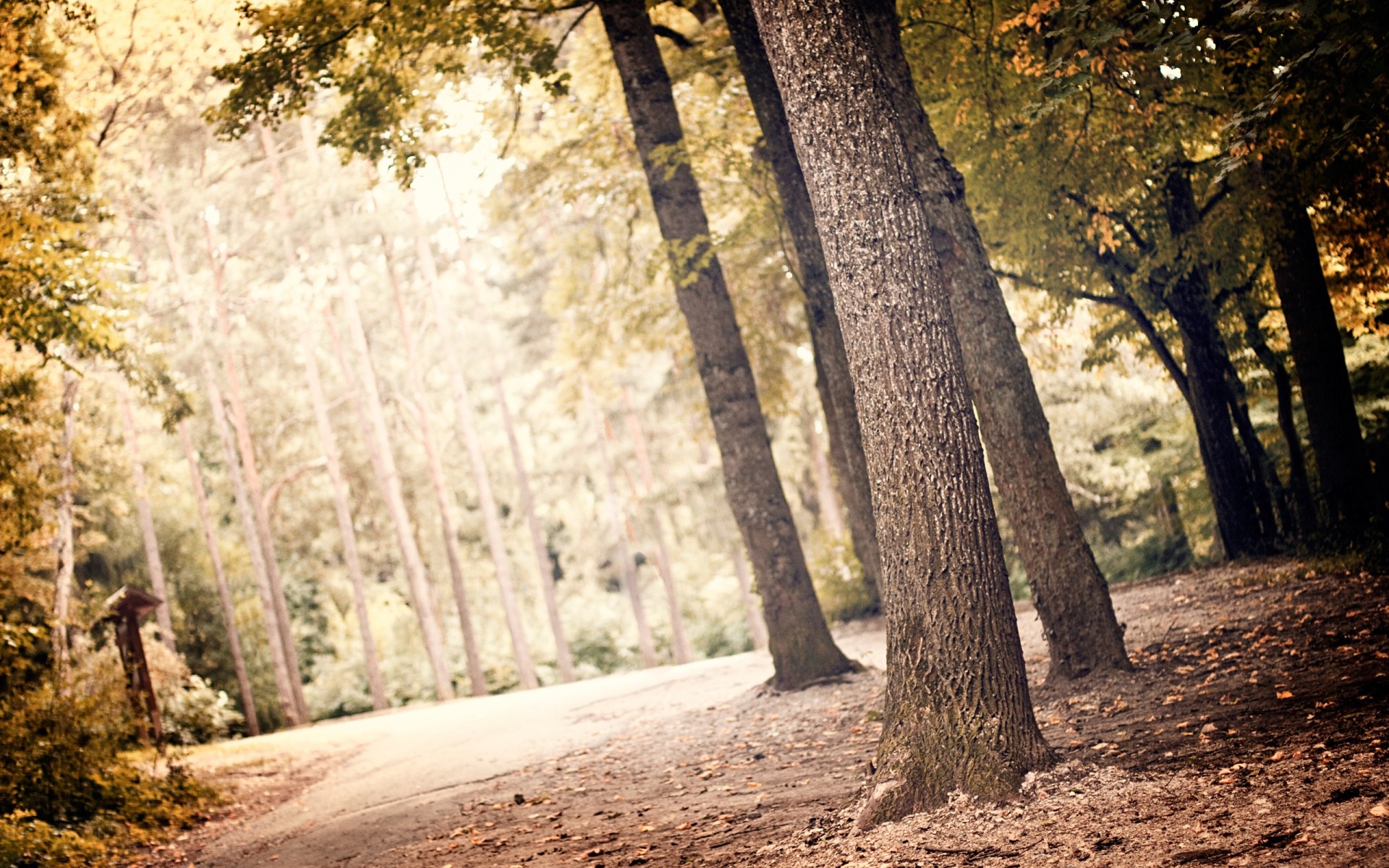 krajobrazy drewno drzewo natura krajobraz liść jesień park na zewnątrz przewodnik droga bagażnik środa sezon oddział dobra pogoda scenic flora światło