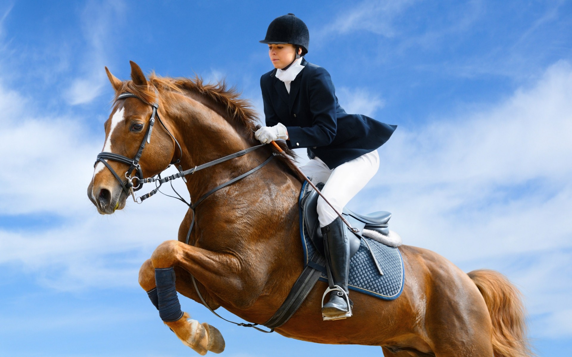 sport kavallerie sitzen pferd säugetier reiten wettbewerb eine frau aktion erwachsener hengst pferdezucht zaumzeug sport mädchen