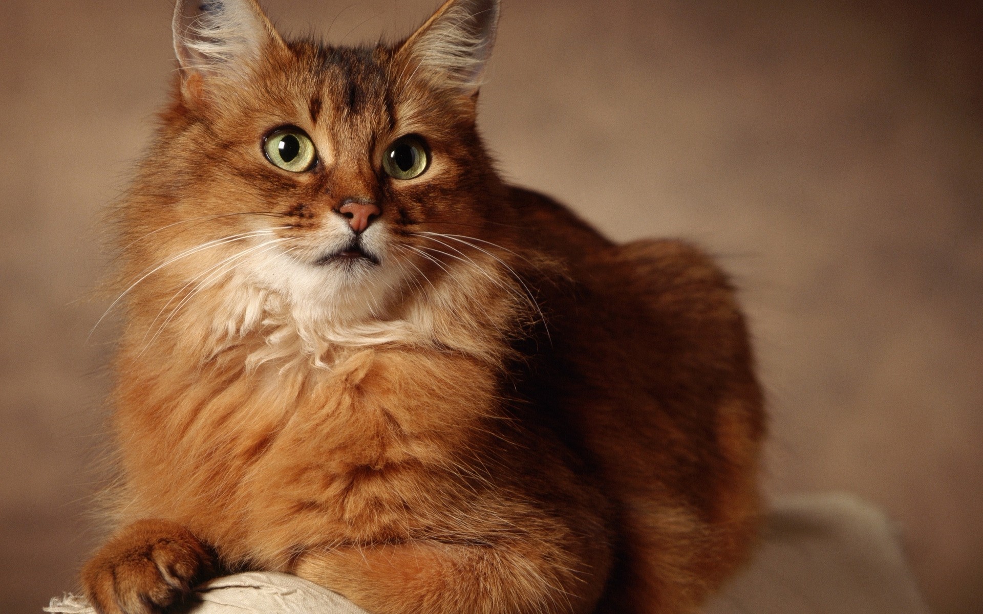 gatos gato lindo mamífero gatito retrato mascota ojo animal piel bigote ver pelo joven foto foto