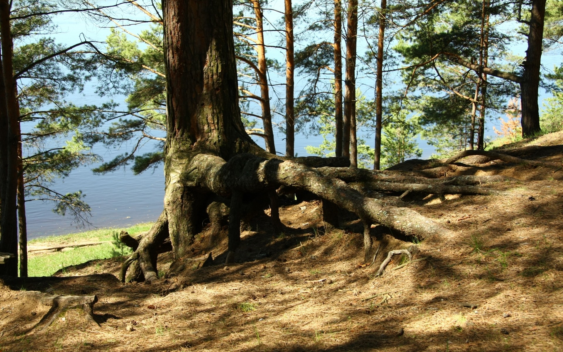 paisaje árbol madera naturaleza paisaje al aire libre parque verano hoja medio ambiente escénico salvaje flora buen tiempo sol tronco luz viajes agua pino planta bosque vista