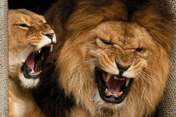 The lion and the lioness opened their mouths wide