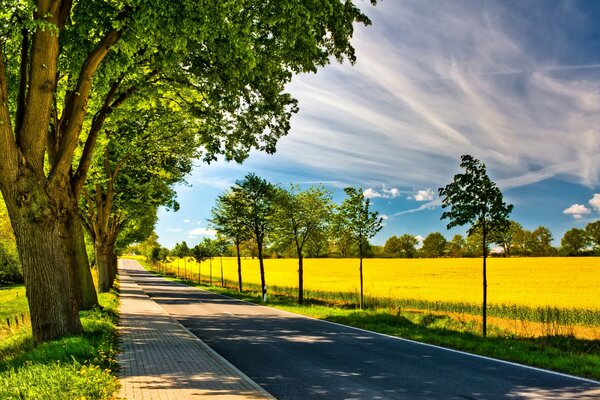 Schöne Allee im Sommerpark