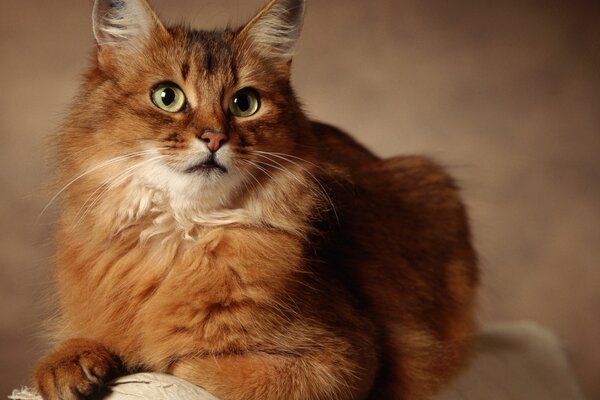 Süße Katze auf verschwommenem Hintergrund