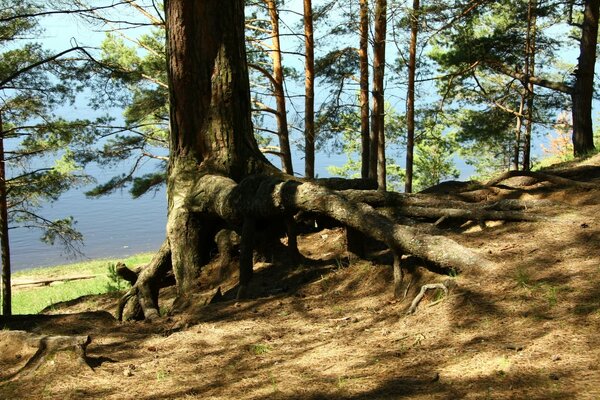 Mighty pine roots by the lake