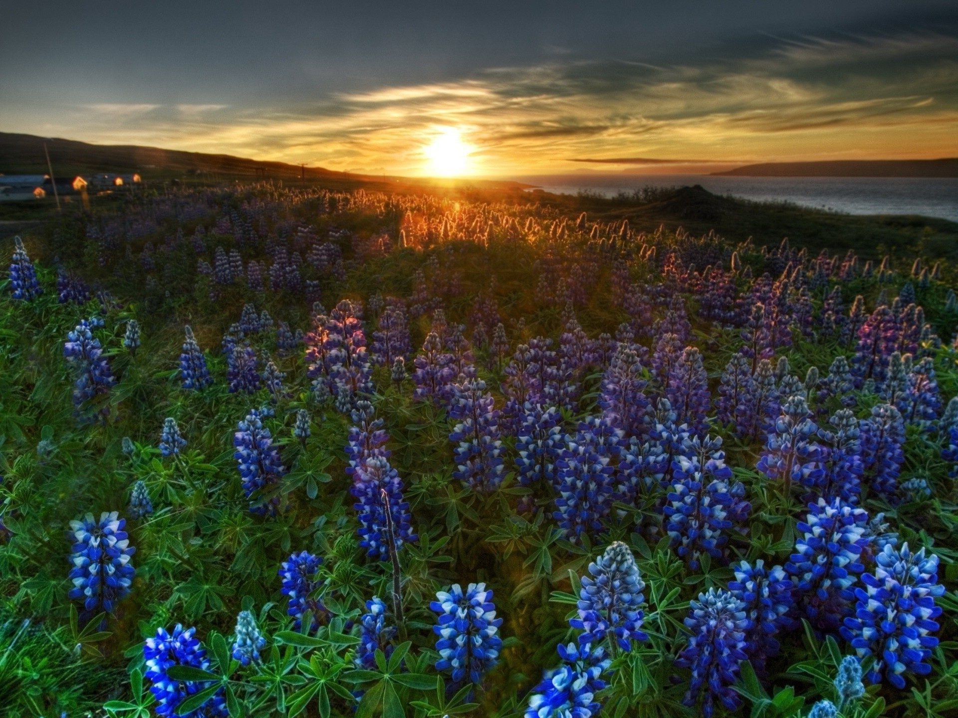 puesta de sol y amanecer lupino naturaleza paisaje flor al aire libre heno campo temporada verano rural color flora hierba brillante flor silvestre pastizales buen tiempo salvaje amanecer