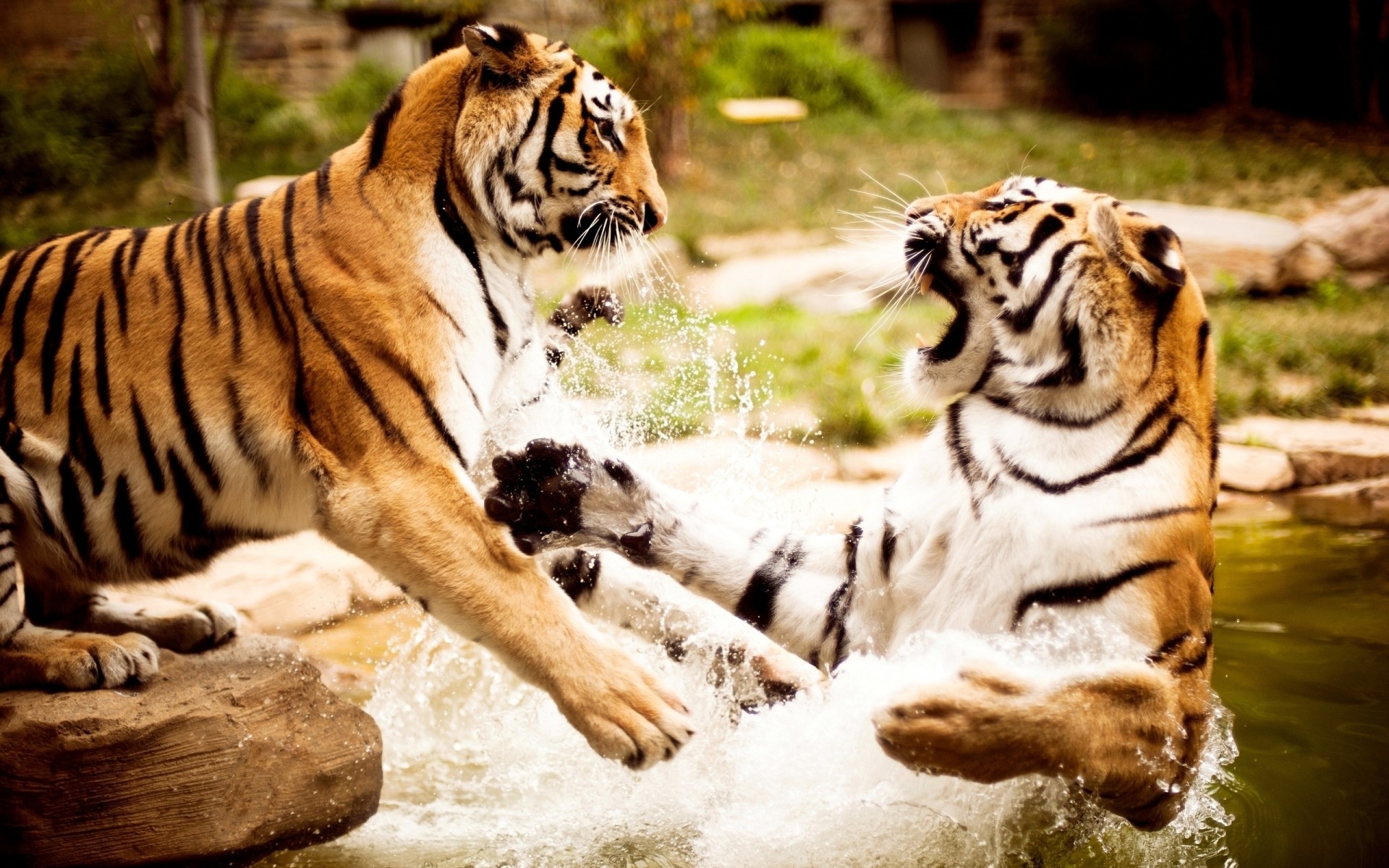 animaux tigre chat faune mammifère grand jungle zoo bande prédateur mangeur de viande sauvage animal portrait agression tigre danger safari chasseur à la recherche en colère