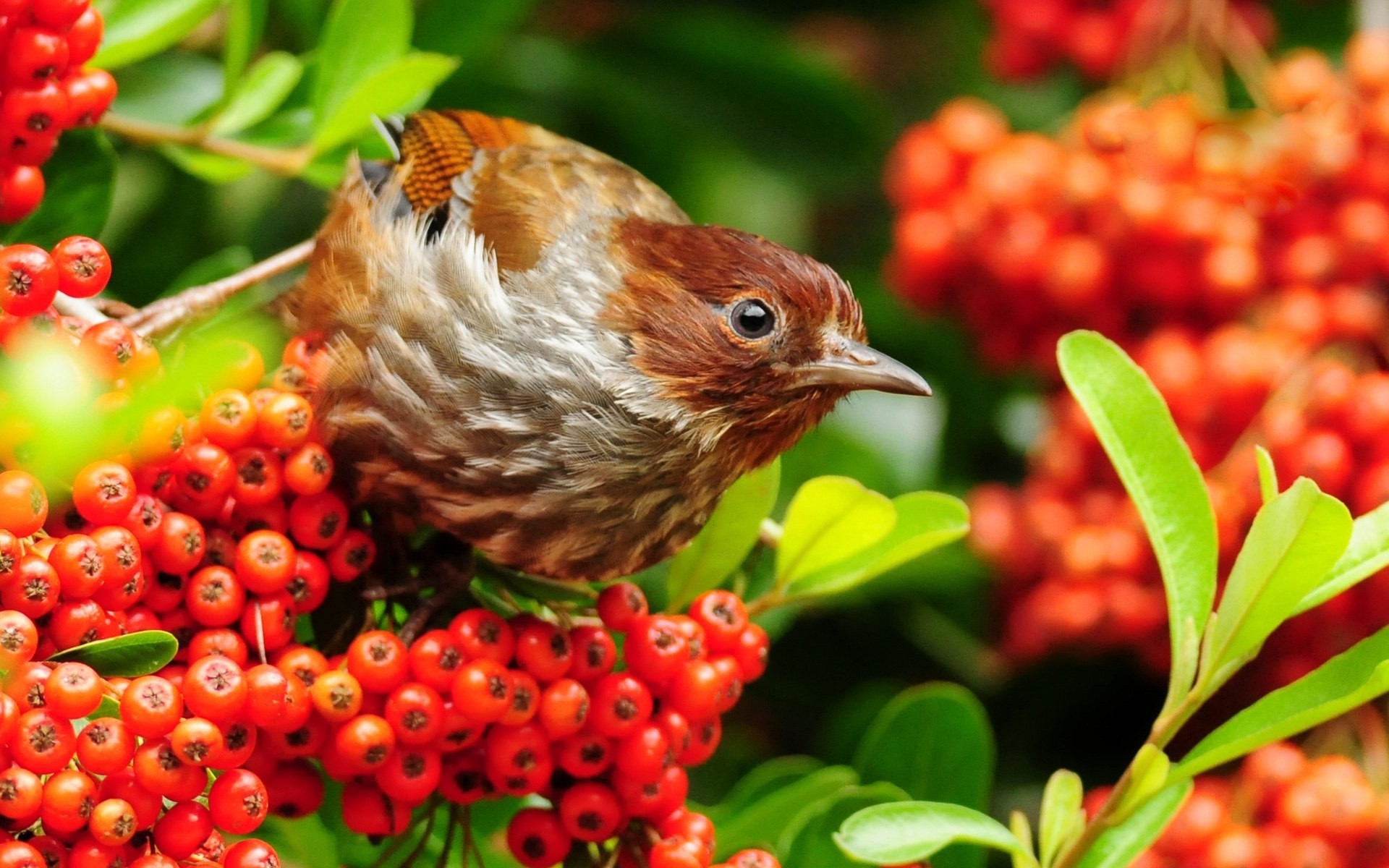 birds nature leaf fruit food garden berry color summer flora tree