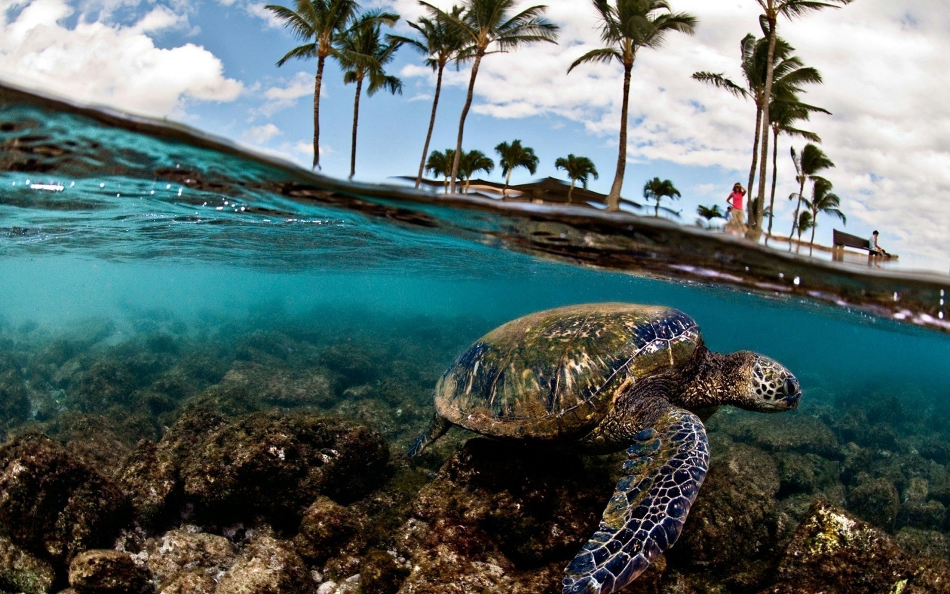 tiere ozean meer wasser tropisch strand insel landschaft meer reisen exotisch natur bucht urlaub türkis lagune sand sonne schildkröte