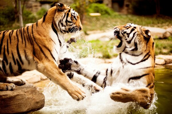 Two tigers are playing in the water