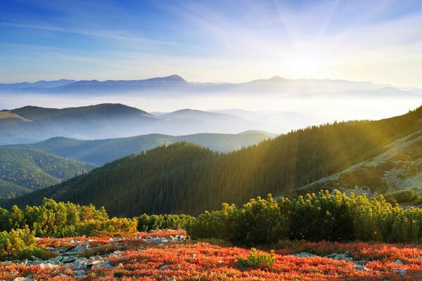 Brume de la faune dans les collines