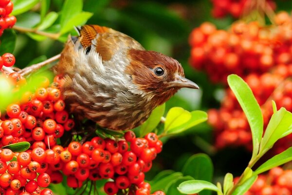 Oiseau mange des baies rouges