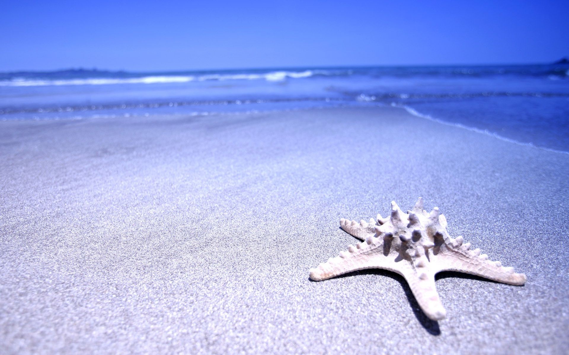 starfish beach sand winter sea nature cold snow water frost ocean seashore vacation frozen ice travel