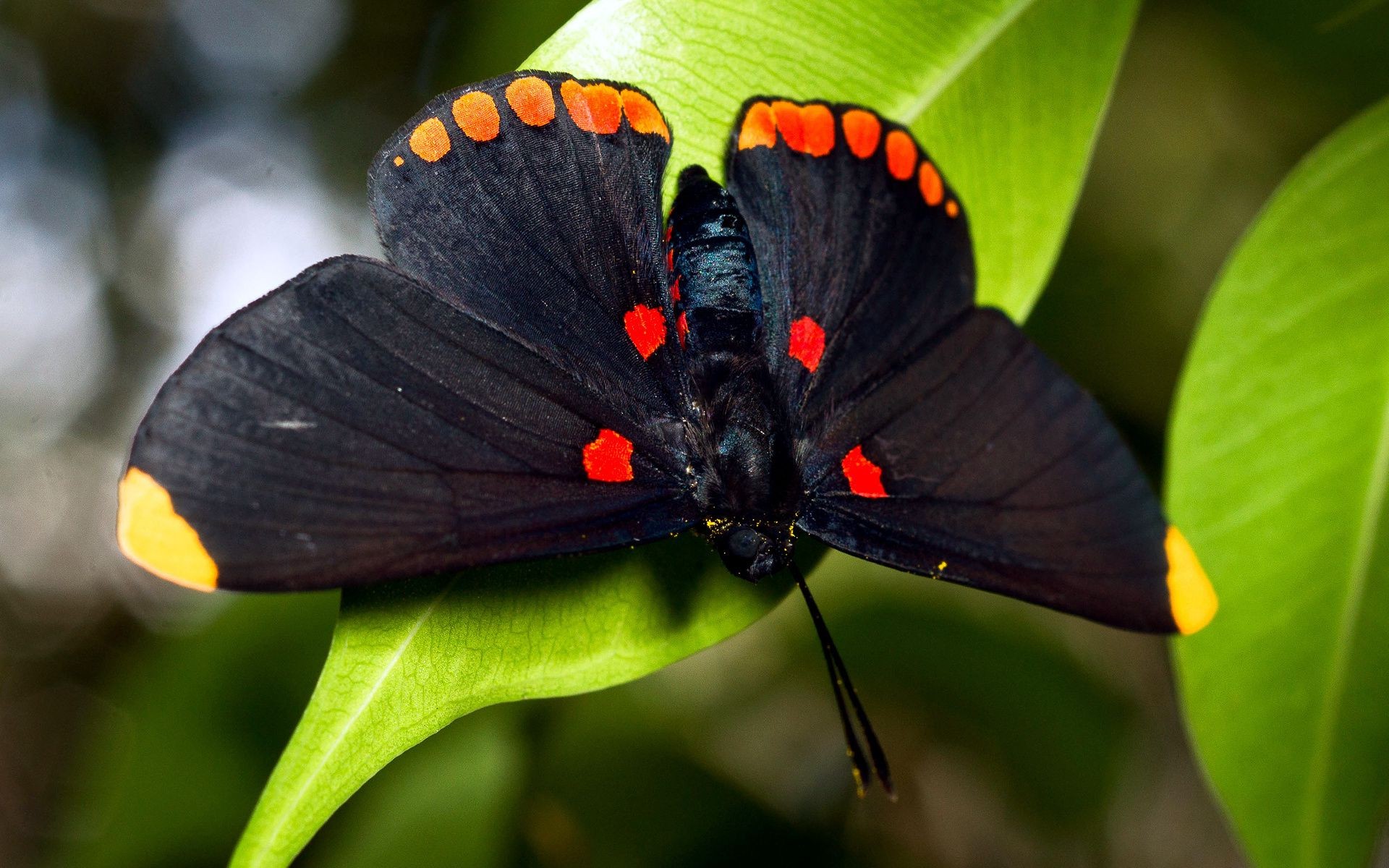 insetos borboleta inseto natureza invertebrados vida selvagem asa ao ar livre folha jardim flor