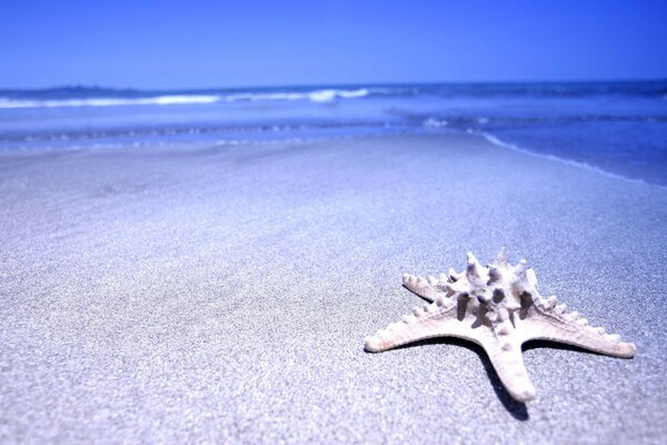 Starfish sand sea shore