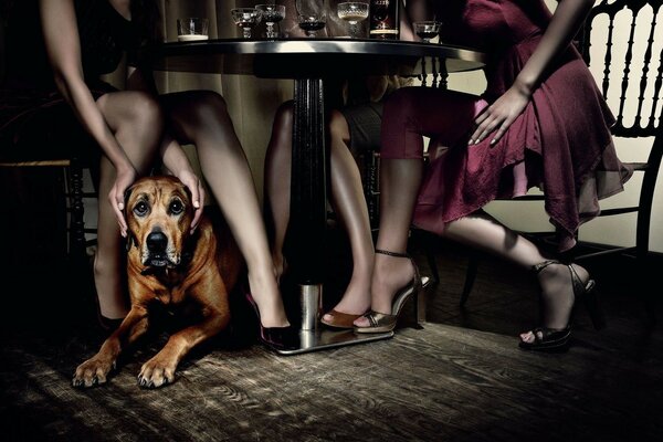 Table restaurant filles chien jambes secret secret