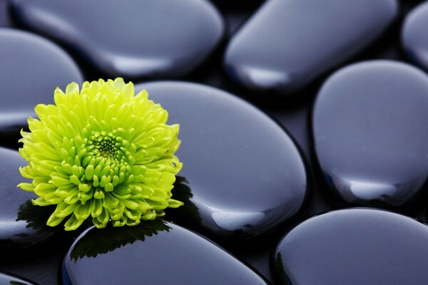 Una flor que podría crecer entre las piedras