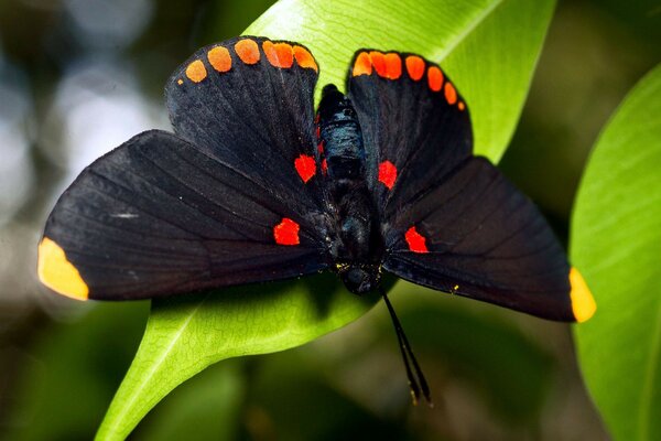 Borboleta preta com padrão vermelho