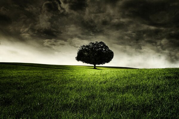 A black tree against a stormy sky