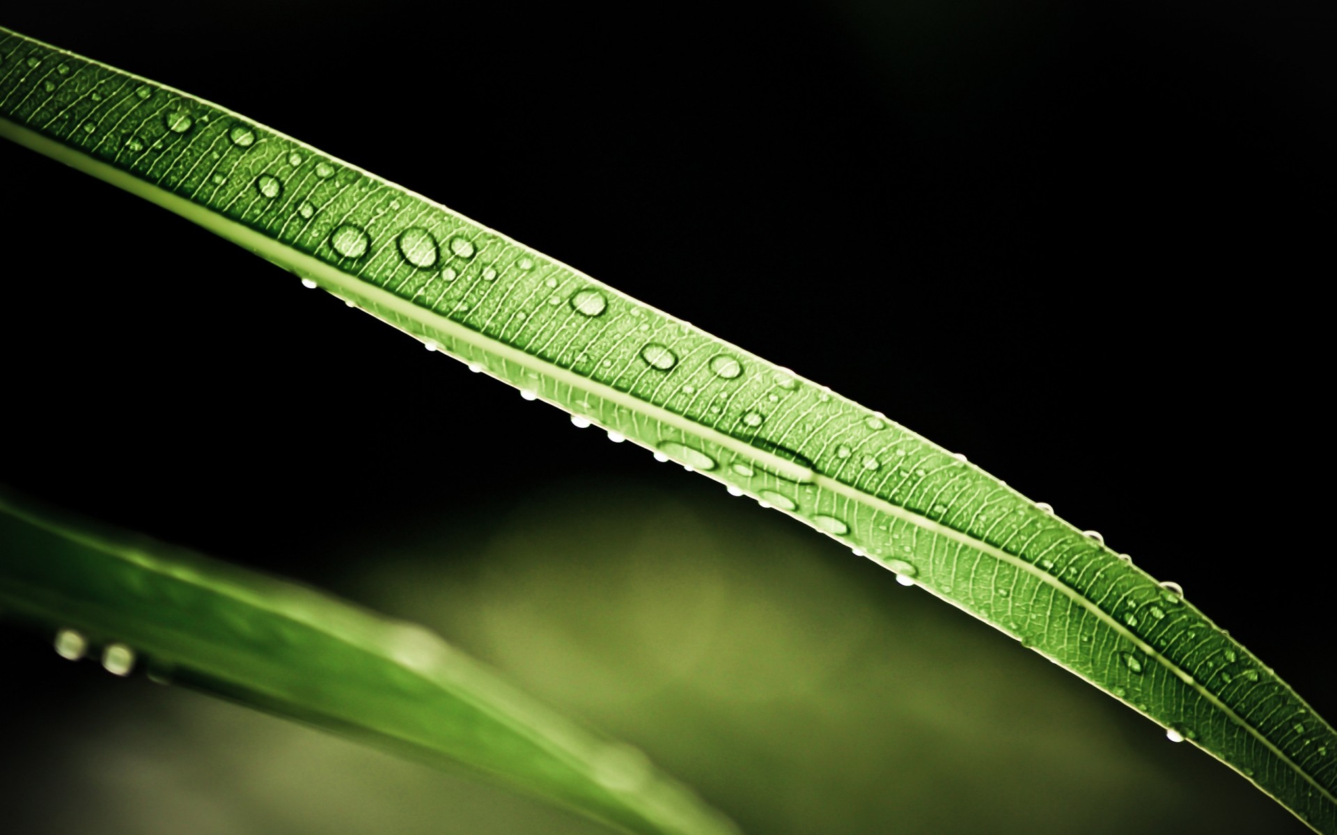 plants leaf dew rain flora drop growth nature droplet green water drops