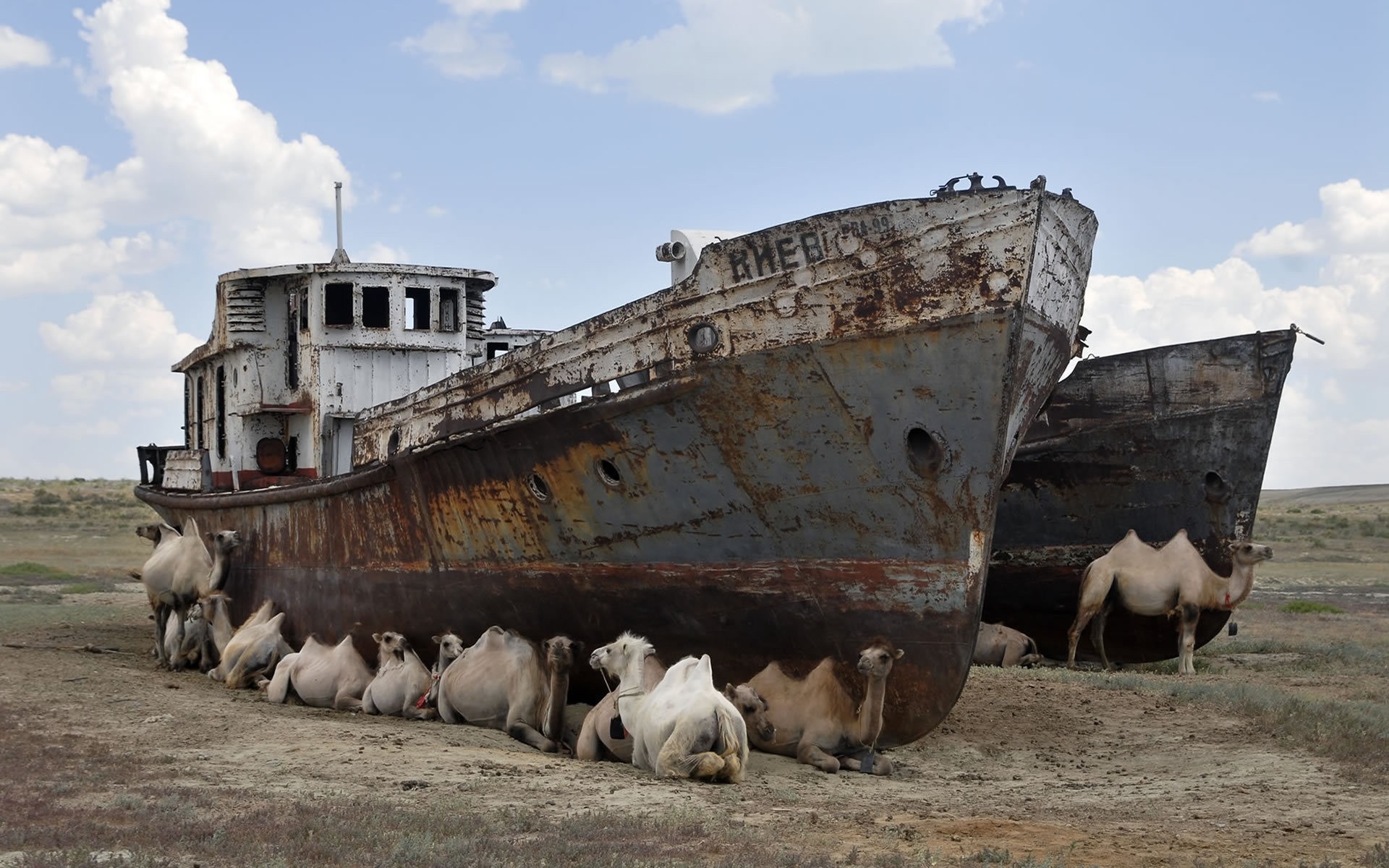 animales viajes al aire libre barco camello