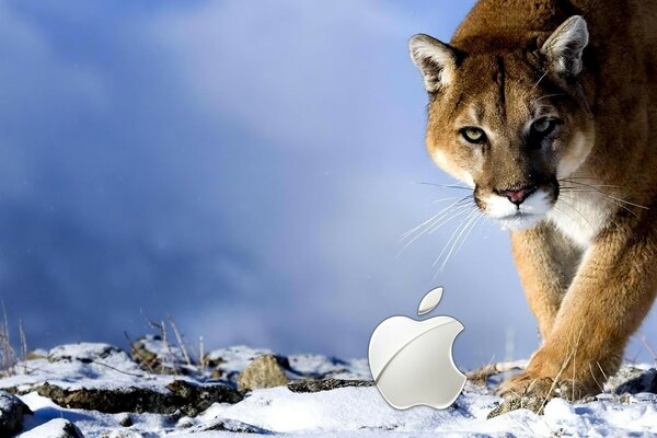 Cougar on a blue sky background