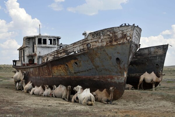 Un bateau désuet entouré de chameaux