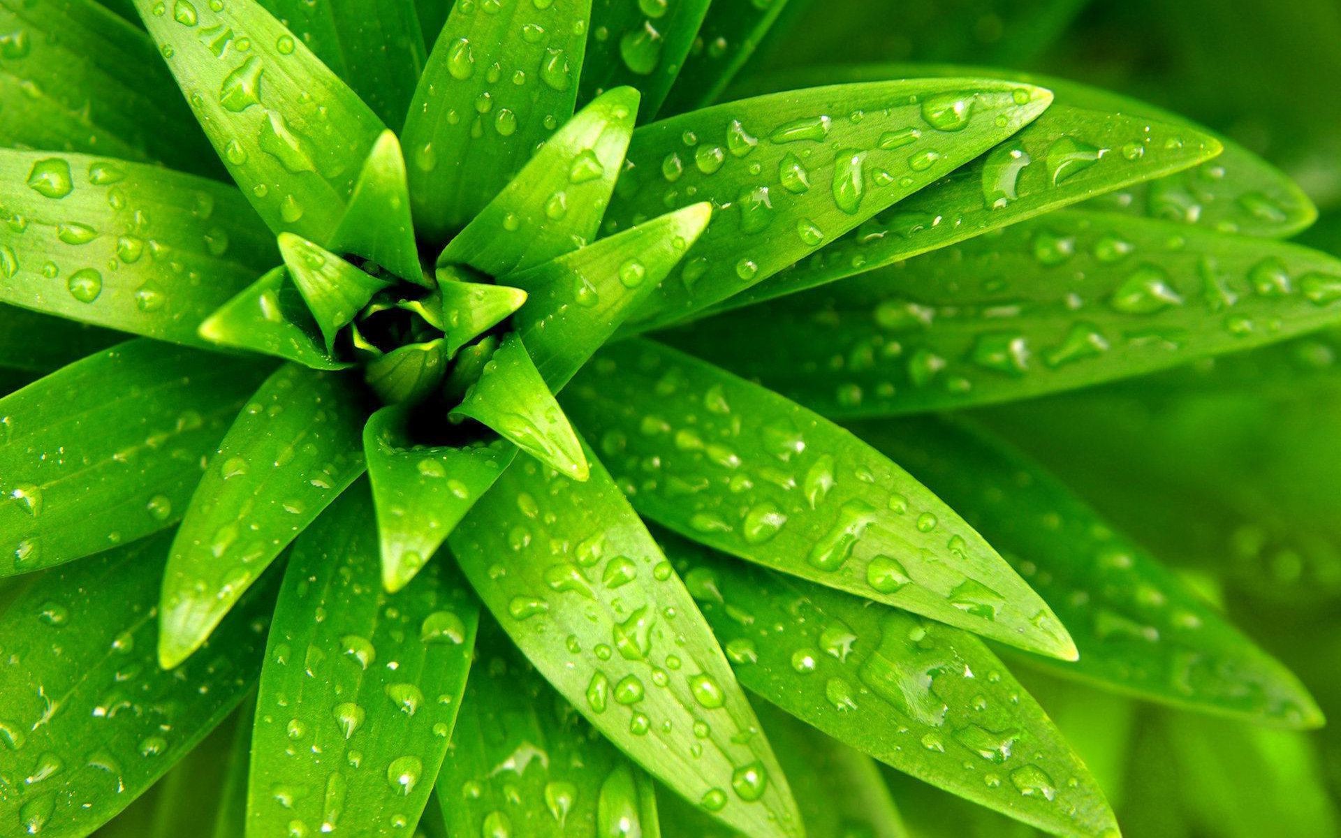 hojas hoja flora naturaleza crecimiento caída lluvia rocío ecología medio ambiente cactus jardín verano agua brillante suculenta