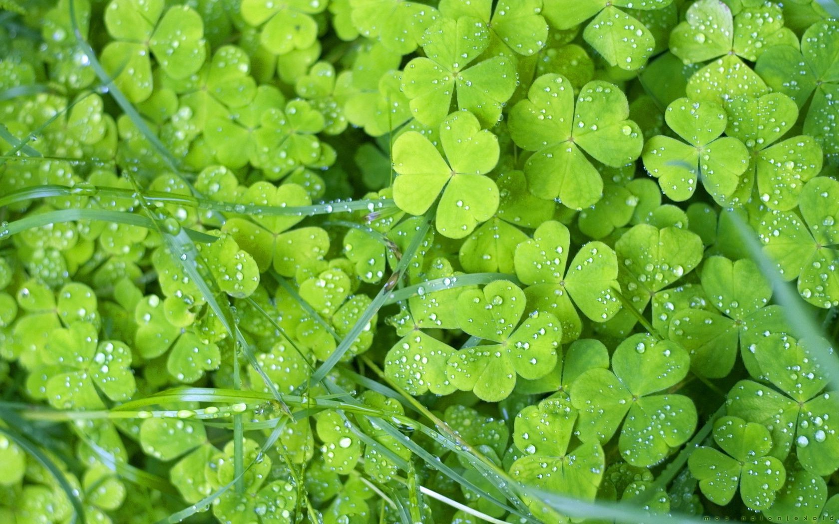 leaves leaf flora nature growth close-up environment clover garden freshness wet drop desktop lush dew rain ecology color summer