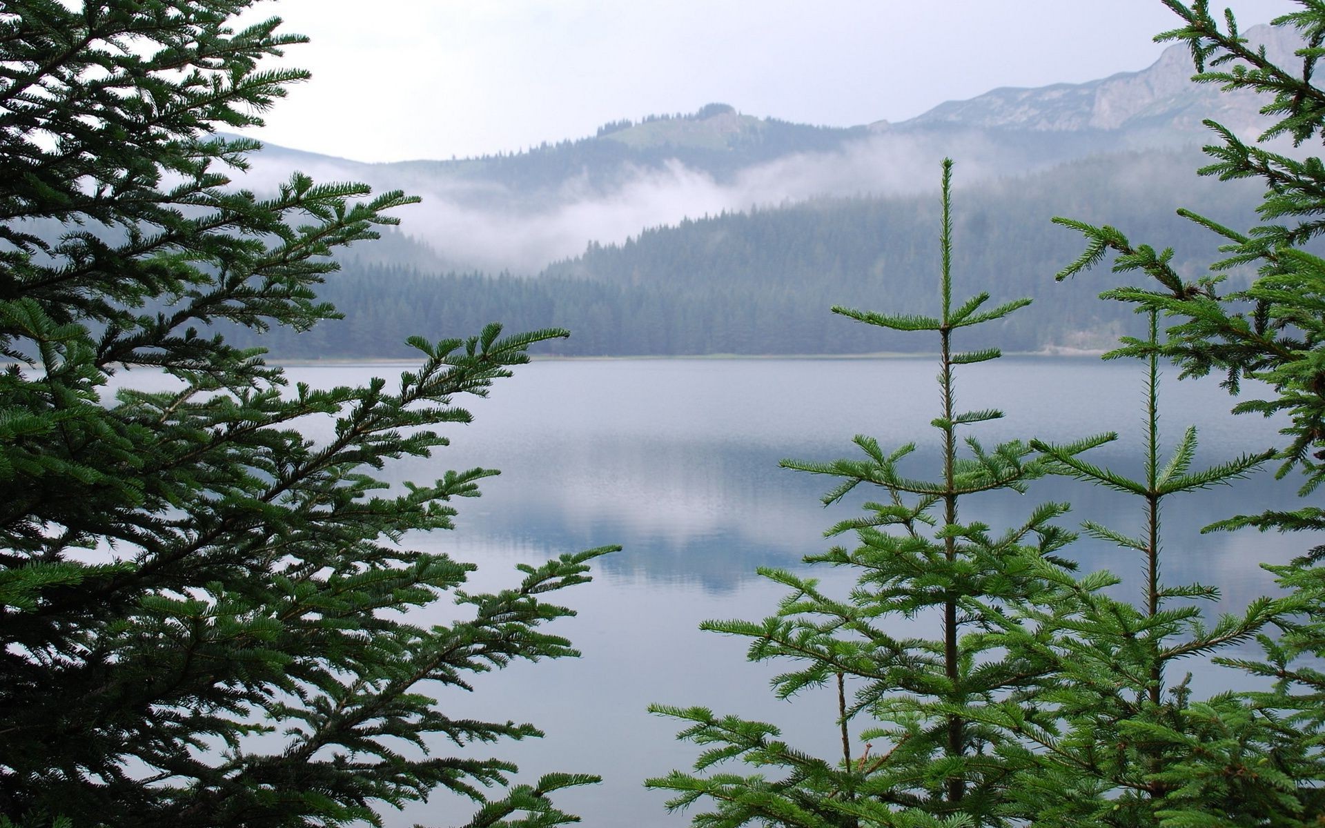lake tree landscape water nature wood conifer outdoors sky daylight summer flora travel evergreen leaf environment