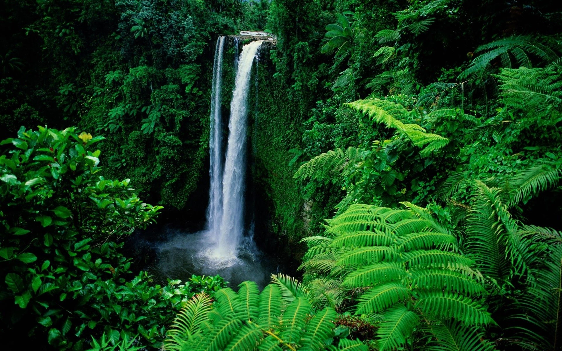 landscapes wood rainforest nature fern leaf water outdoors tree landscape lush waterfall tropical summer environment travel park