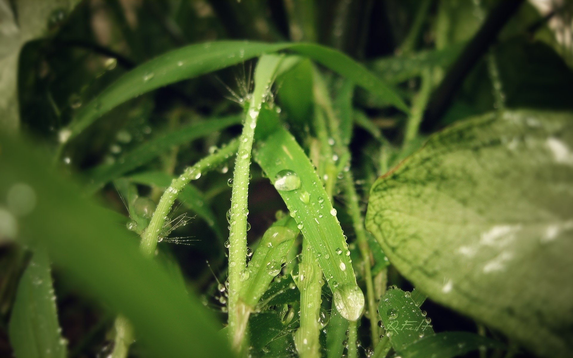 plantas hoja lluvia flora naturaleza rocío caída crecimiento agua húmedo frescura jardín comida verdura primer plano al aire libre