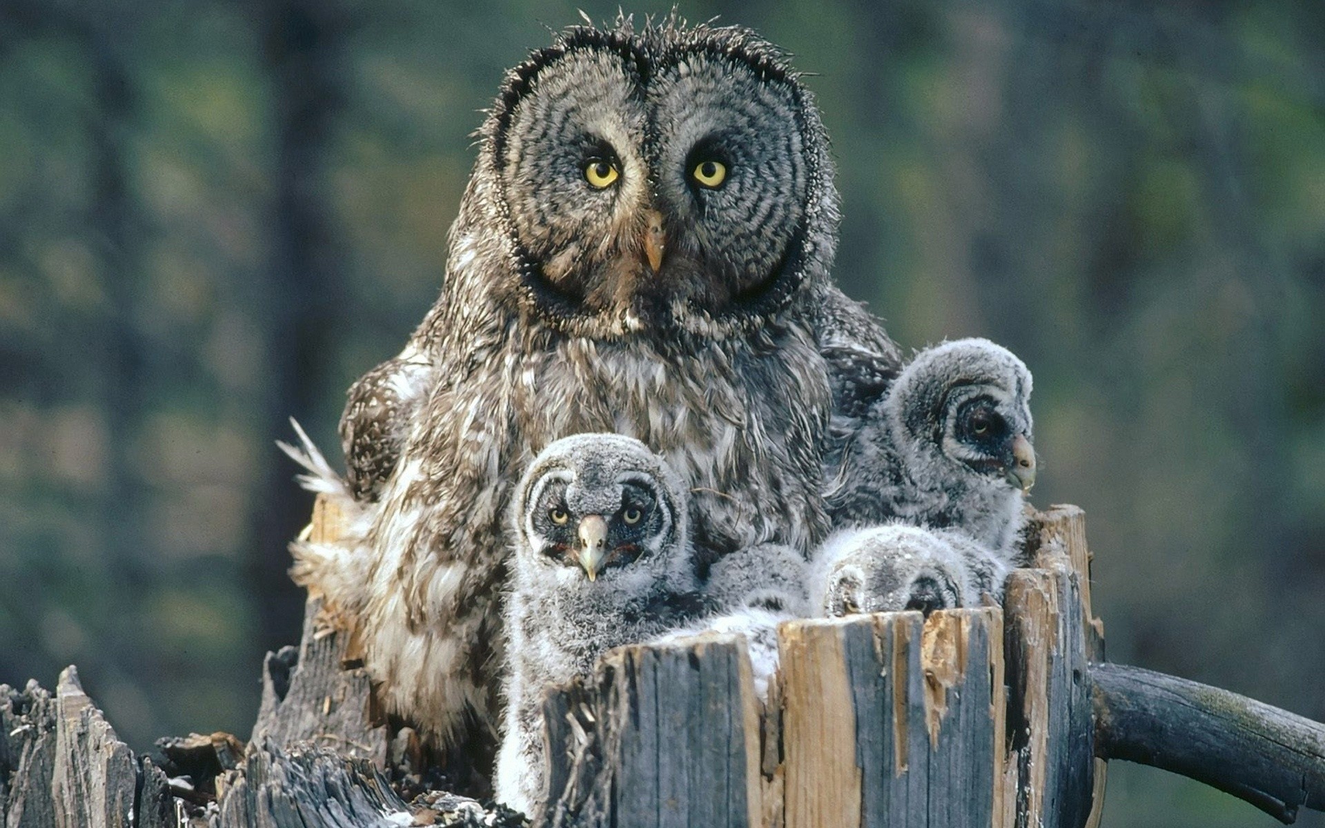 owl nature wildlife wood animal outdoors wild bird raptor tree