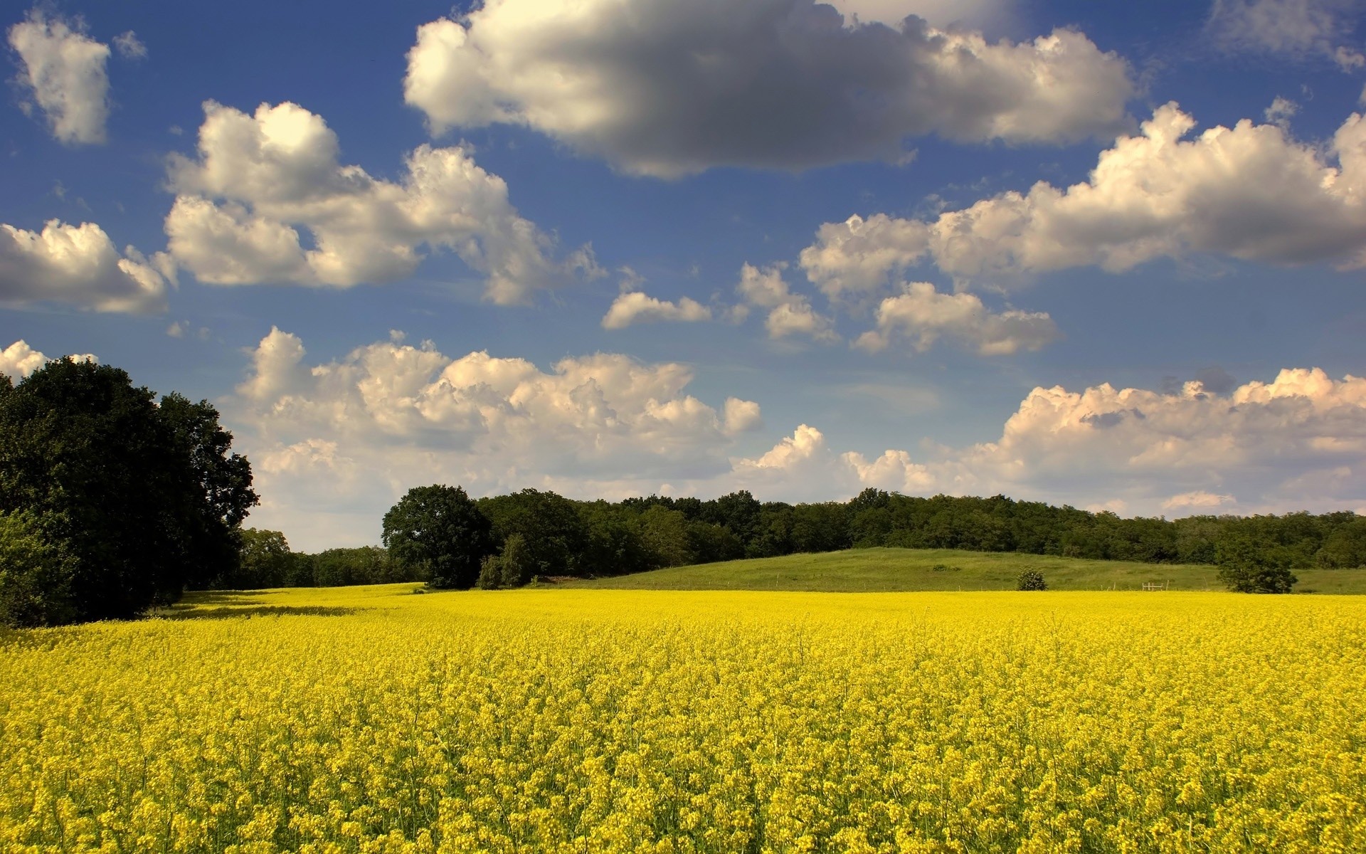 літо сільське господарство пейзаж сільських поле сільській місцевості природа ферма небо урожай на відкритому повітрі дерево пасовище хмара сільгоспугіддя квітка гарну погоду масло сонце