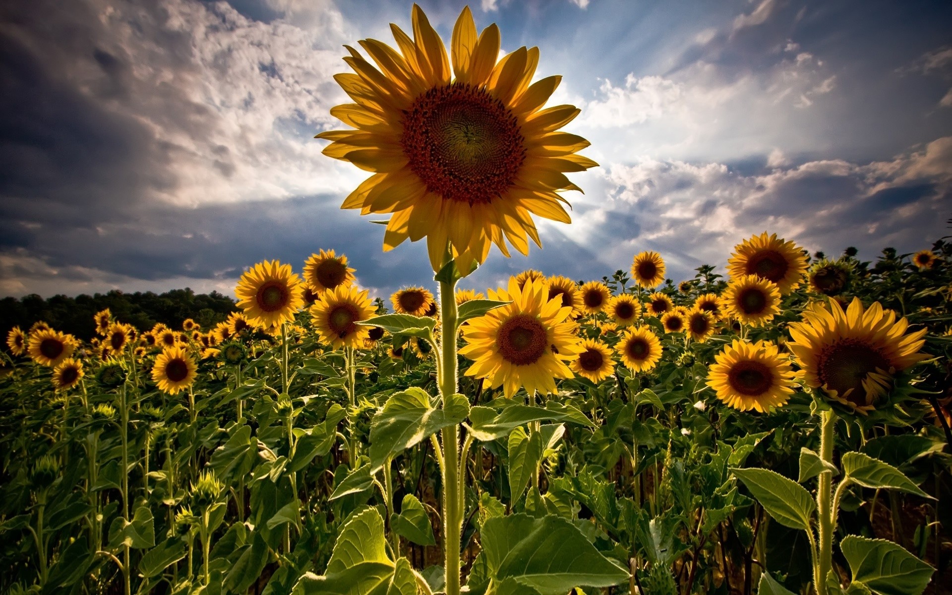 fleurs nature tournesol flore été champ fleur soleil rural croissance feuille lumineux beau temps ensoleillé l agriculture saison couleur floral foin graines