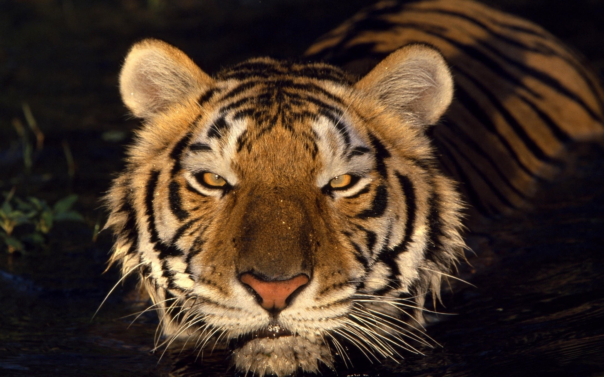 animais vida selvagem gato tigre mamífero predador jardim zoológico caçador animal comedor de carne safari selvagem agressão caça selva zangado tira pele olhando cabeça