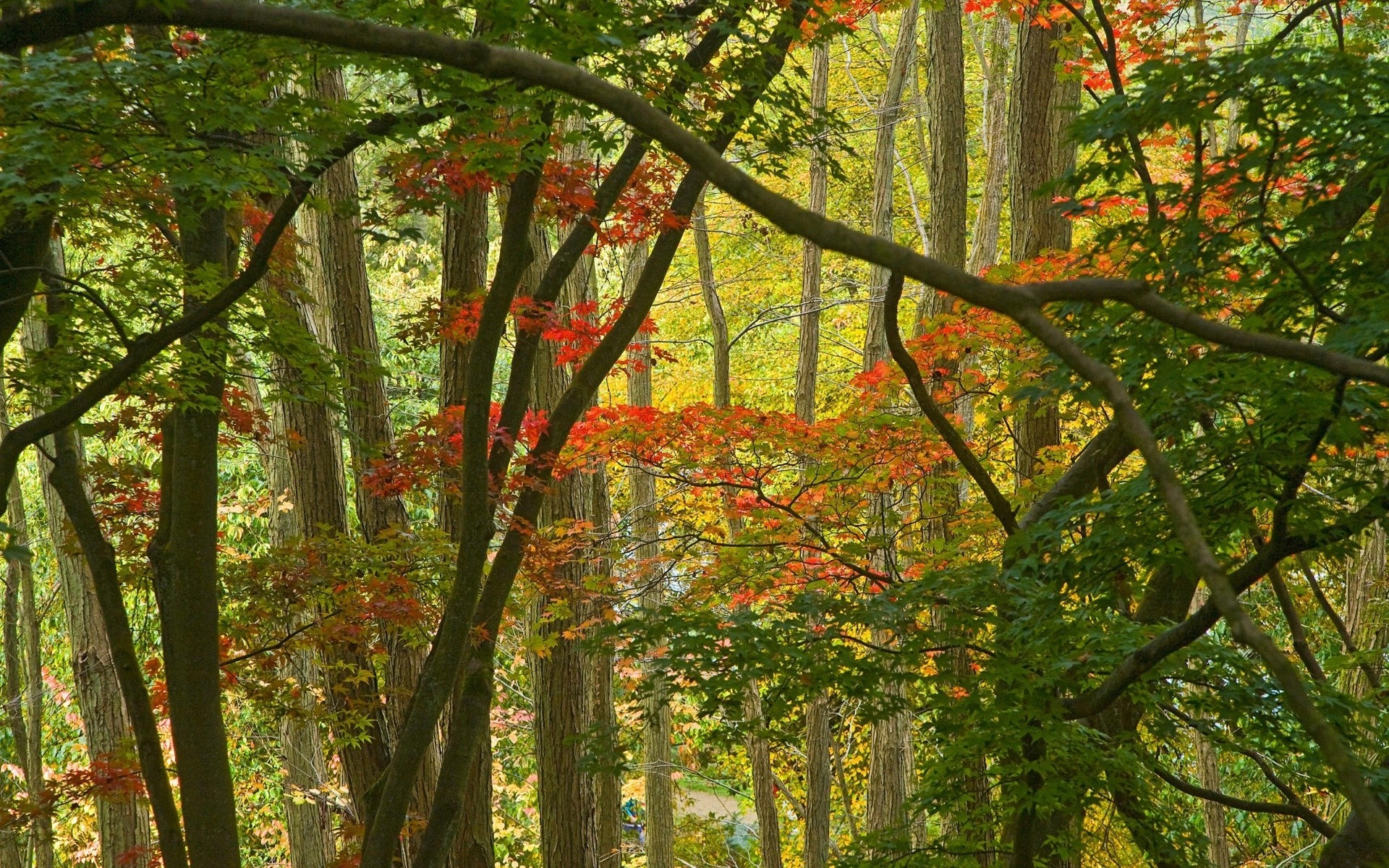 autumn leaf wood tree fall nature landscape park season branch scenic lush environment bright scenery maple trunk fair weather beech guidance