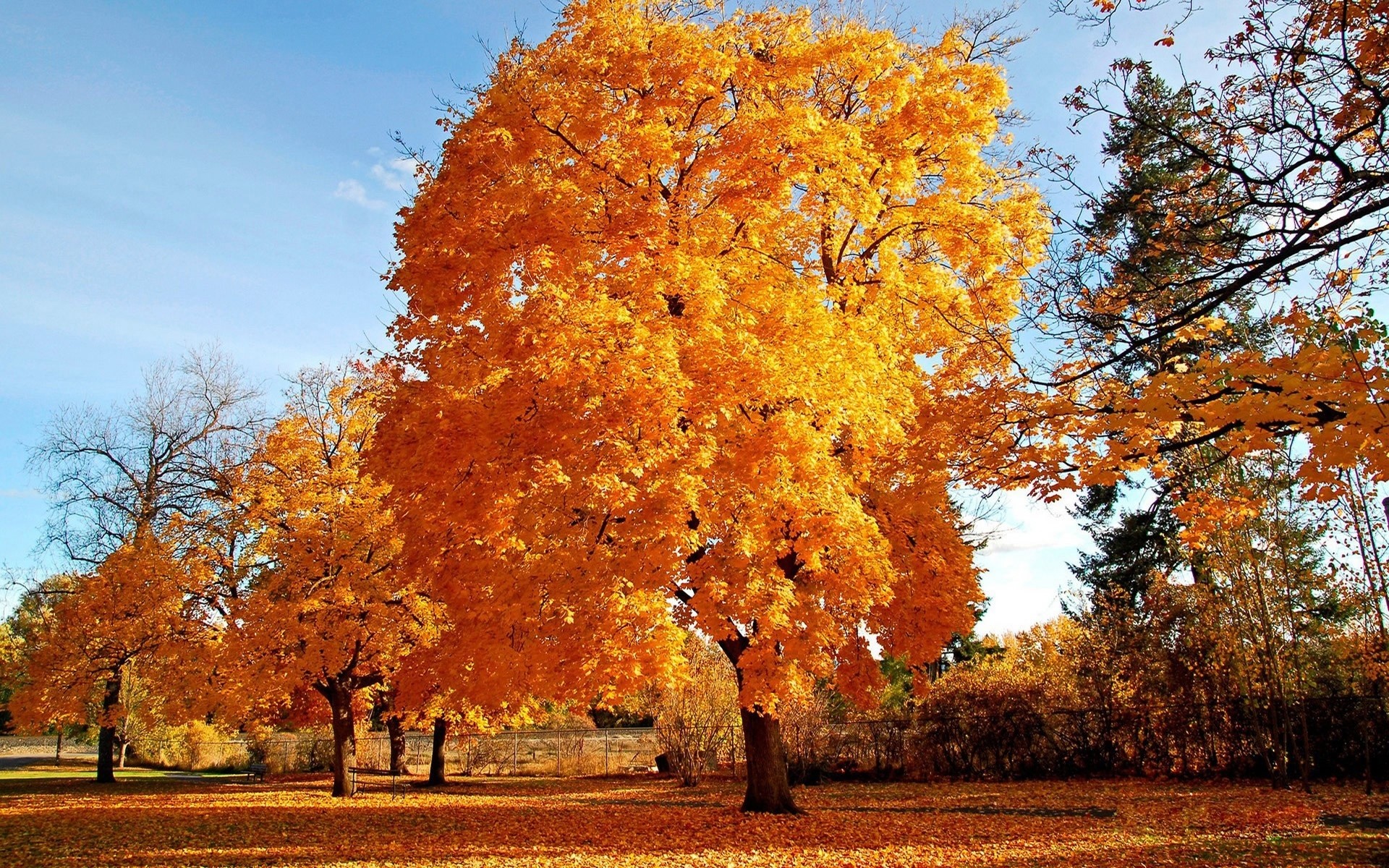 otoño otoño árbol hoja temporada parque paisaje madera arce naturaleza rama oro brillante escena al aire libre escénico buen tiempo rural color roble