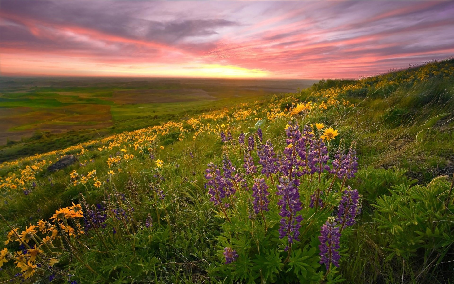 printemps paysage nature fleur foin pâturage champ herbe été à l extérieur rural ciel soleil aube flore beau temps fleurs sauvages pays campagne scénique