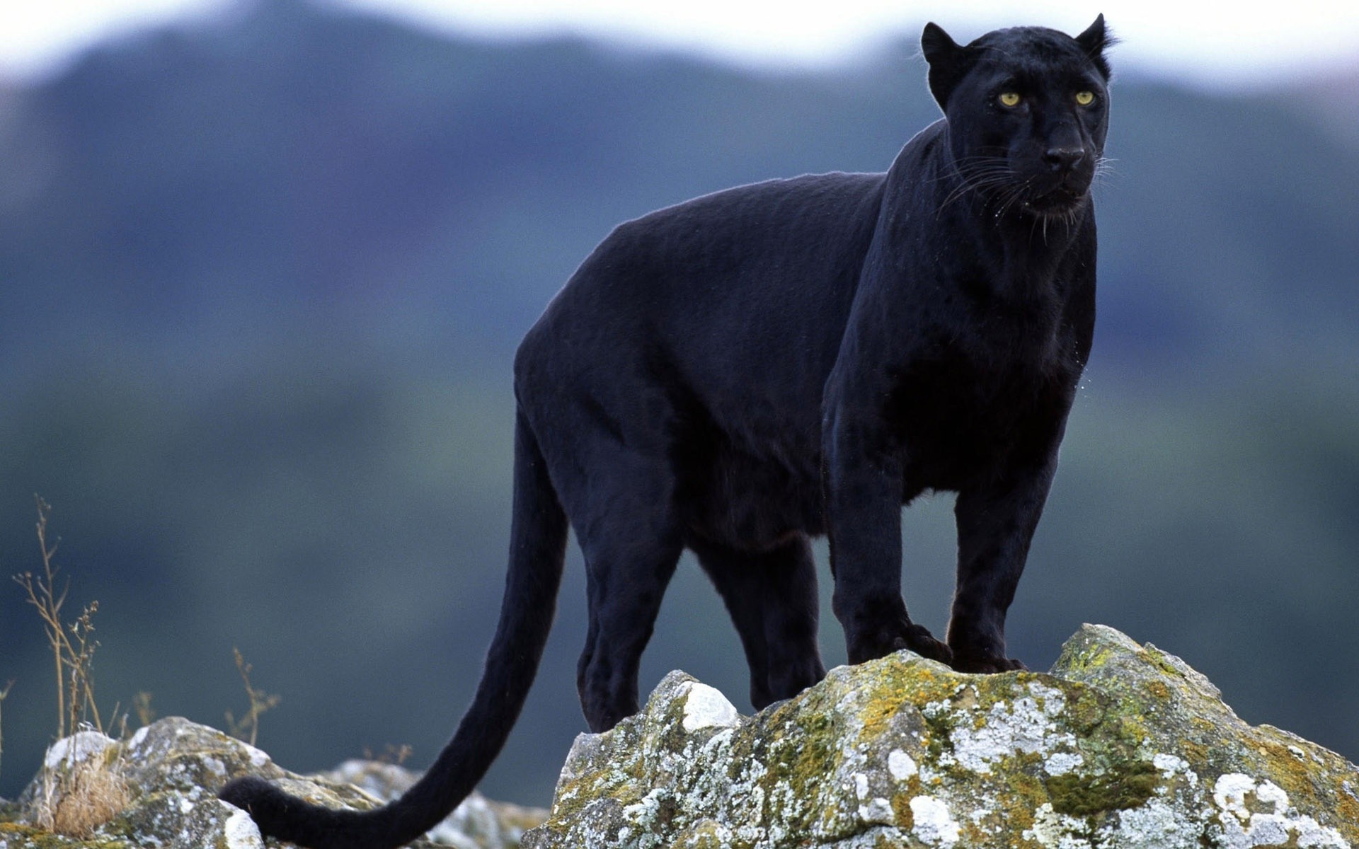 animales naturaleza vida silvestre al aire libre mamífero animal roca pantera puma