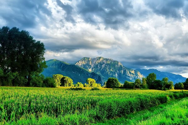 Naturlandschaft mit grünen Feldern und Bergen in der Ferne