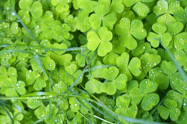 Trébol verde con gotas de agua