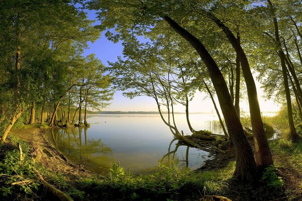 Paesaggio naturale con alberi verdi e Lago