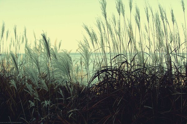 The way to the lake through the thickets of reeds