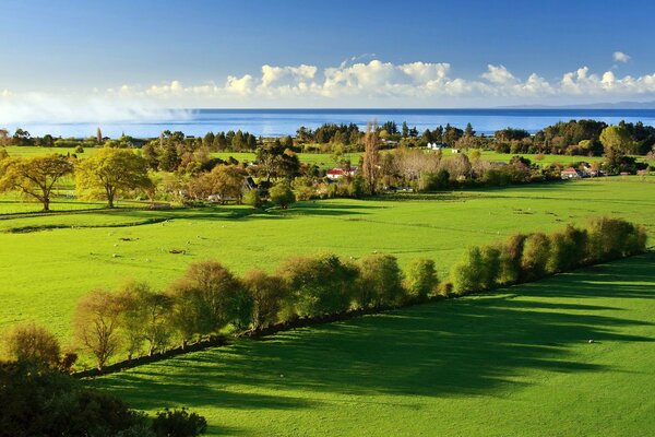 Paysage ensoleillé avec des champs verts